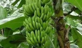 香蕉久久国产,探寻神秘国度的魅力之旅