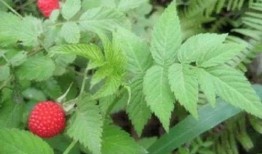 水莓100国产免费,国产手机新势力崛起